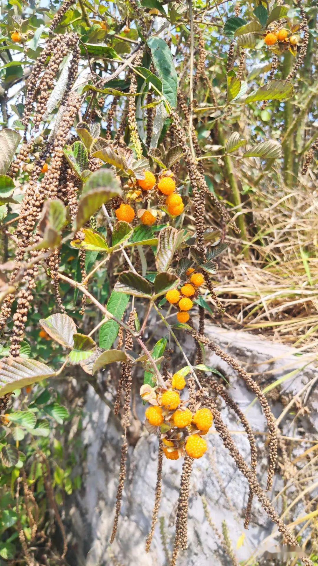 布谷鸟叫 黄泡果掉