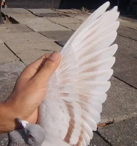 春赛快速鸽翅膀的特征!