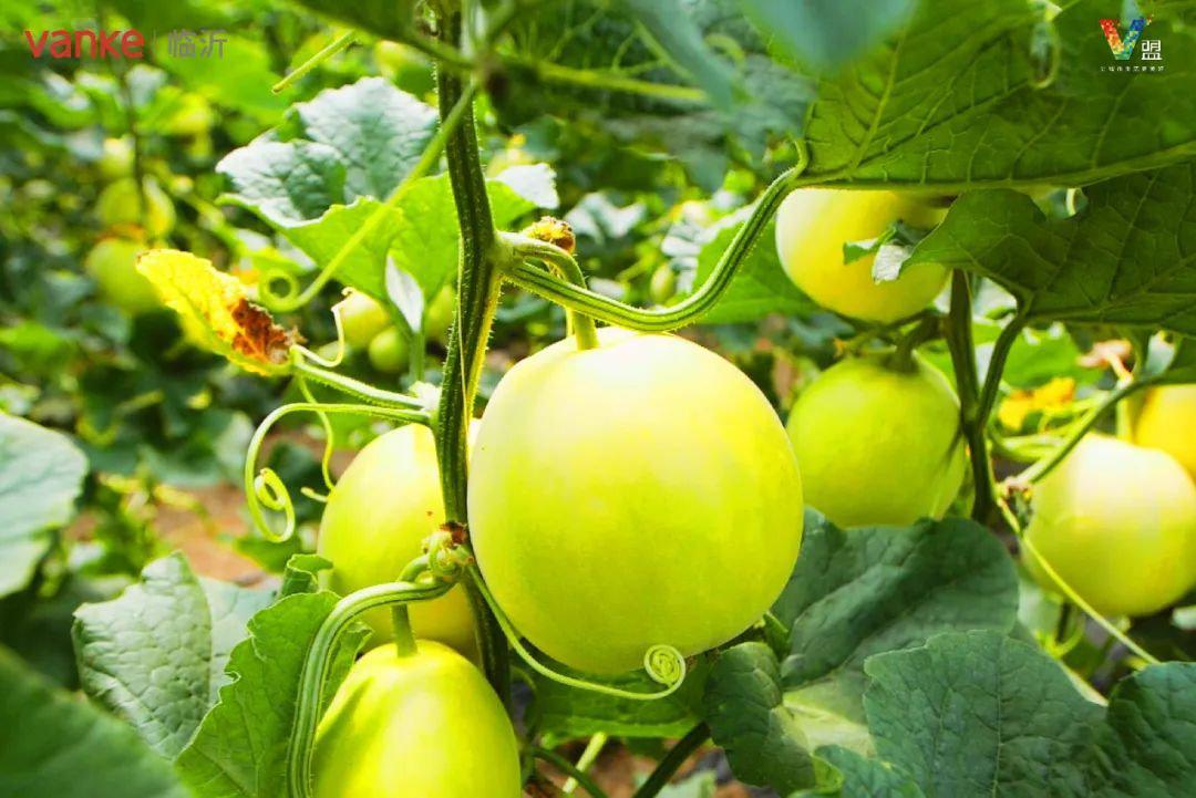 我爱河东为爱甜力临沂万科携手业主为梅埠状元瓜代言