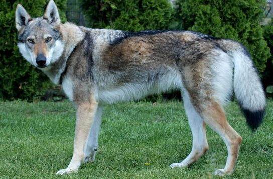 原创捷克狼犬似狼却非狼凶猛帅气价格也让人望而却步