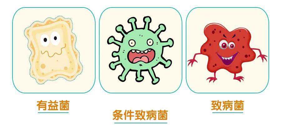 条件致病菌图片