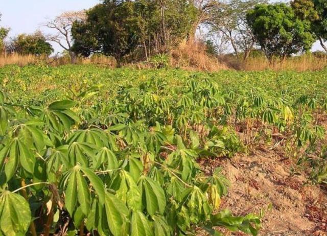 木薯栽培掌握木薯栽培的三项技术方法有助于提高产量
