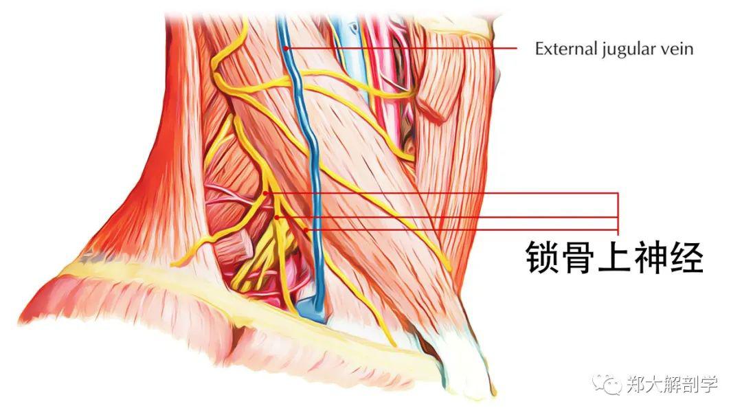 颈丛的位置图片