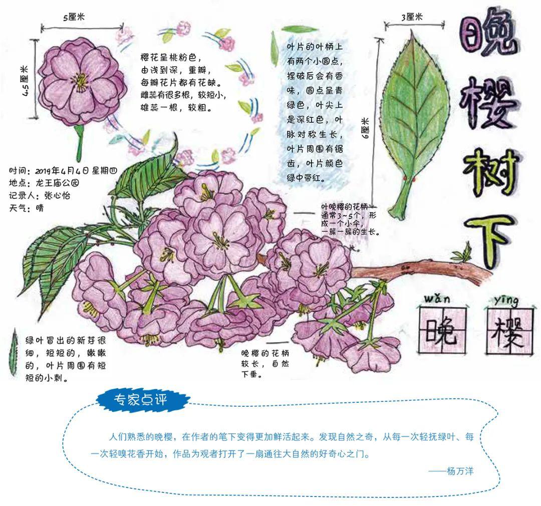 绘眼看自然长隆杯第二届自然笔记大赛获奖作品展示1