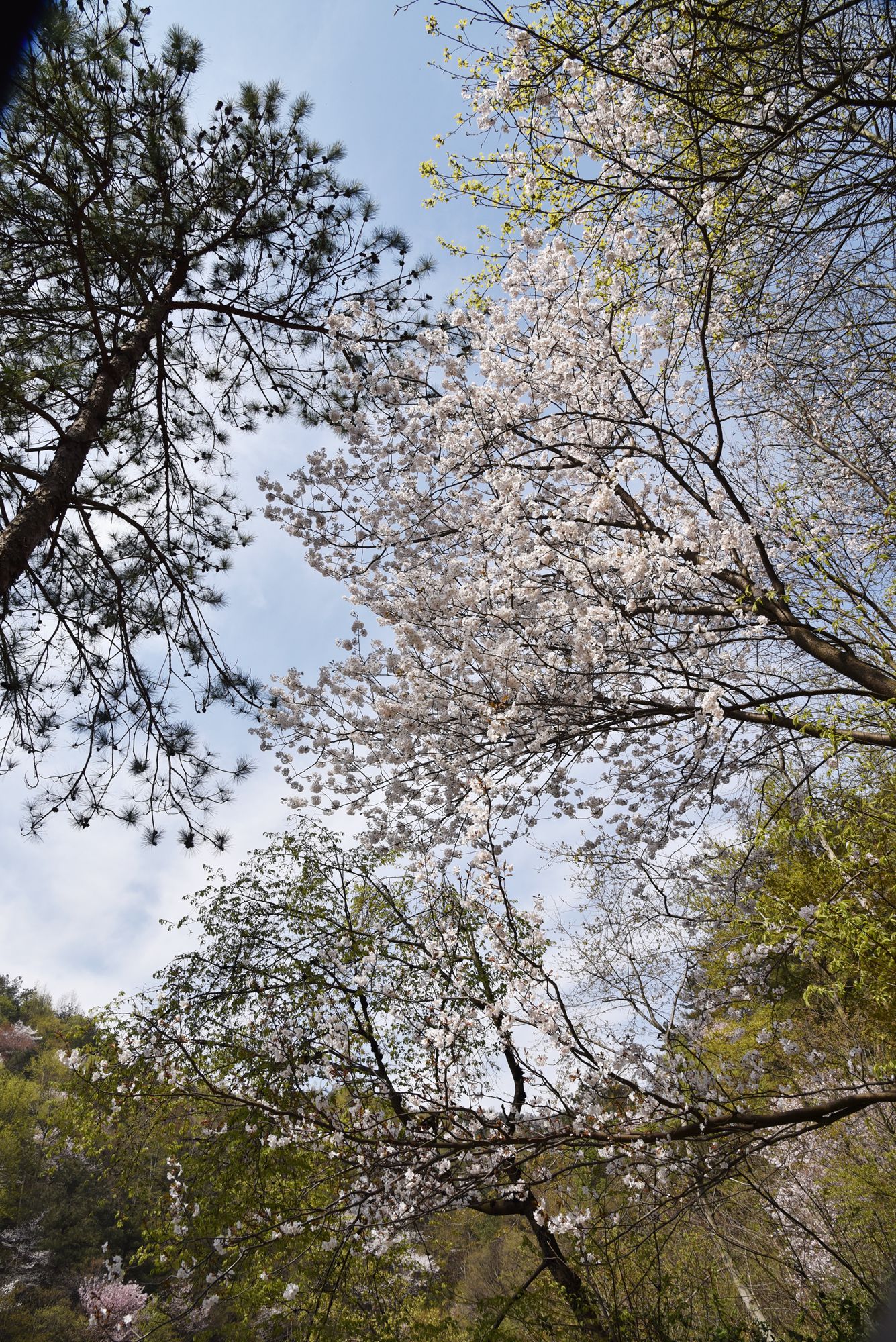 原创错过了武大樱花,却没错过武汉的春天,在黄陂清凉寨如愿以偿