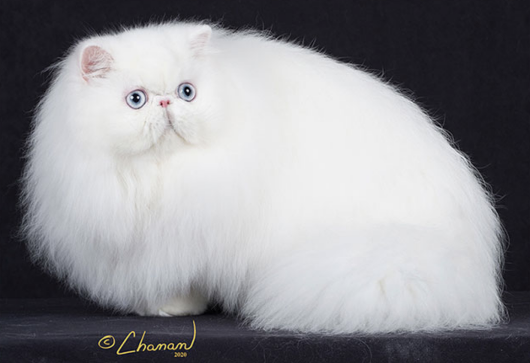 Bombaycat图片