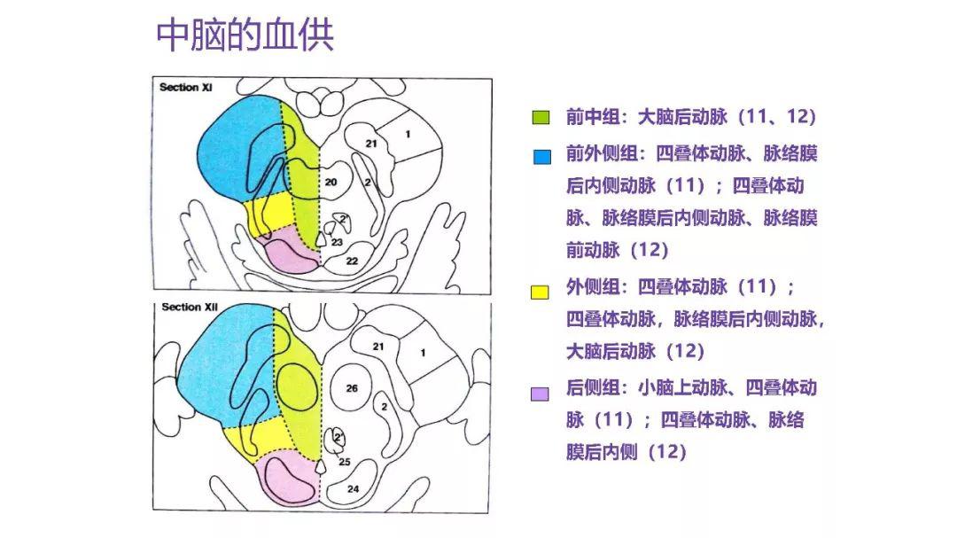 一篇搞定腦幹解剖和綜合症