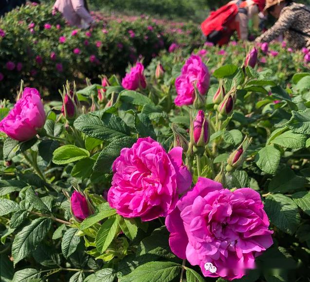 平陰玫瑰文化節可採摘梯田花海玫瑰溼地公園石博園5月10日一日遊僅需