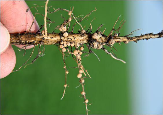 豆科植物与根瘤菌图片