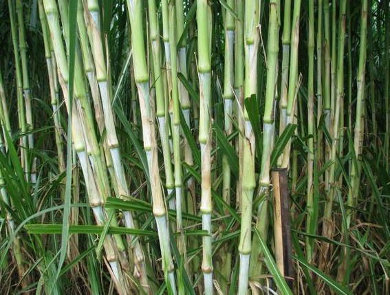 扔地里就可以活,亩产高达20吨,砍掉还能长,只能用来当柴烧_皇竹草