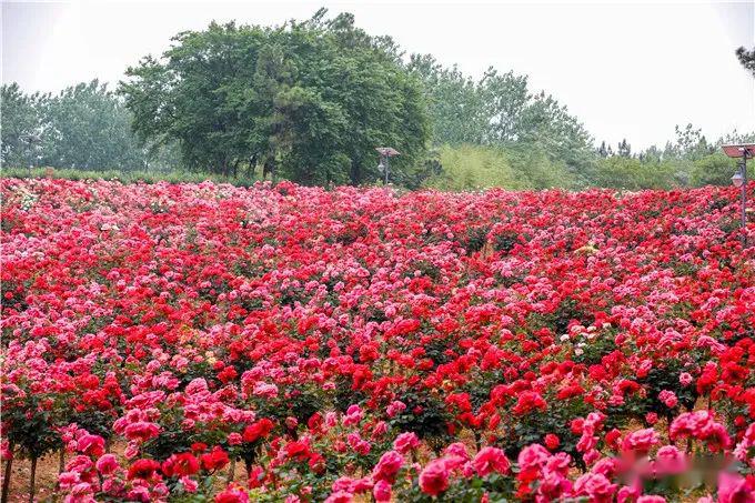 omg一眼沦陷南京这处玫瑰花海藏不住了1h抵达