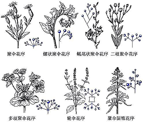 61轮伞花序:多歧聚伞花序91在对91叶的叶腋中,花序轴及花梗极短