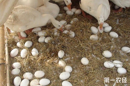 蛋鹅饲料养好产蛋鹅