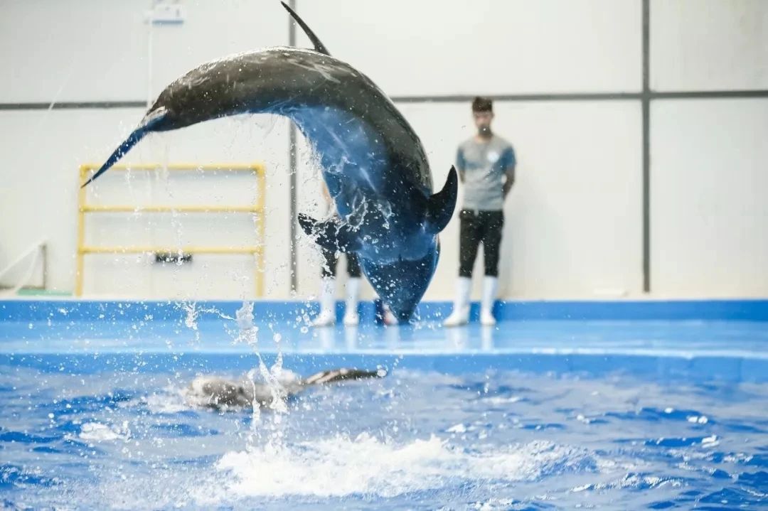 昆明海豚湾图片