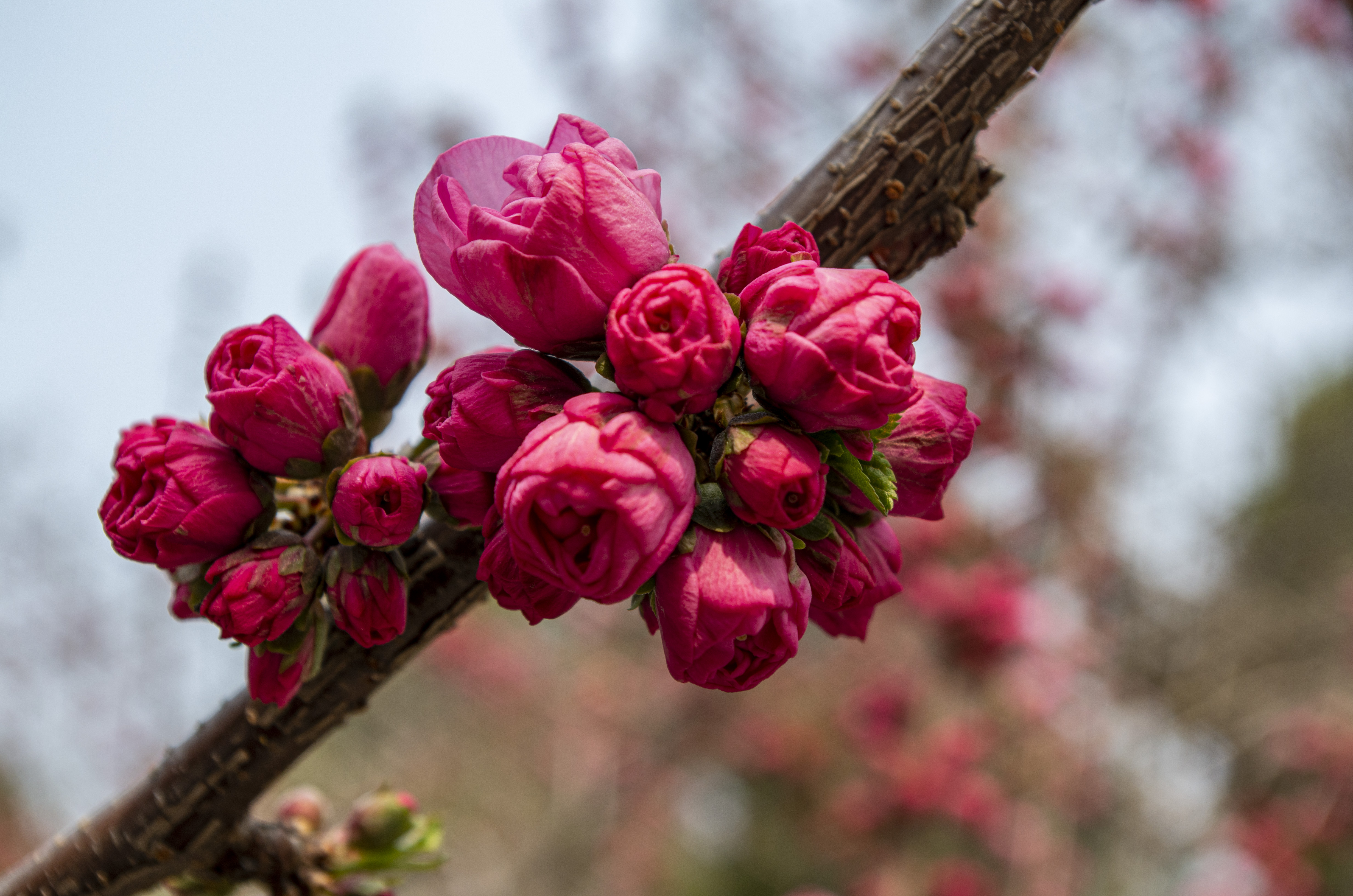 春光明媚,花团锦簇重瓣榆叶梅,让人赏心悦目
