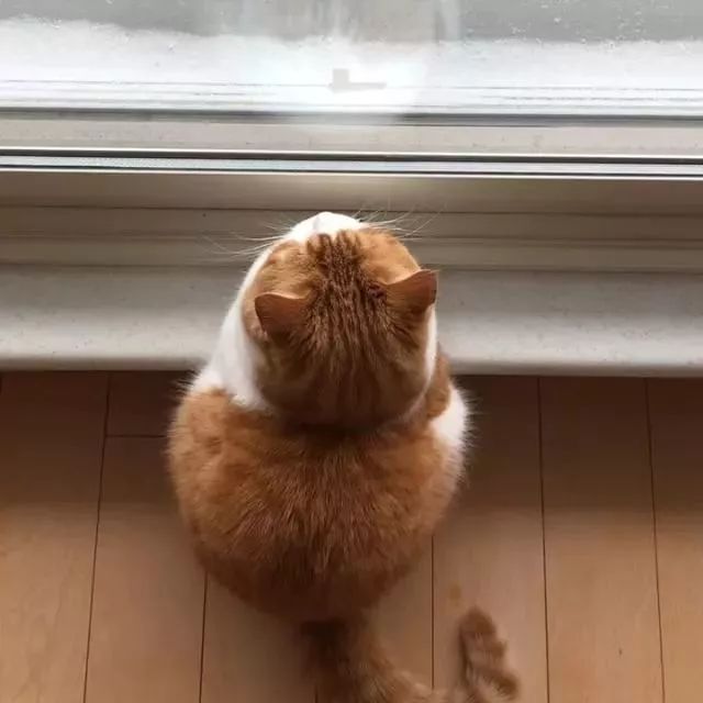 背影杀手小橘猫这只橘肥圆的身影实在太迷人