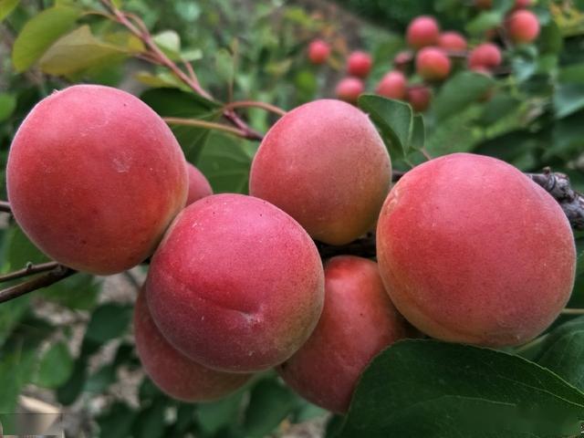 吃完肉可以把核咬开,里面的杏仁很甜很香,这样吃整个杏子都不会浪费