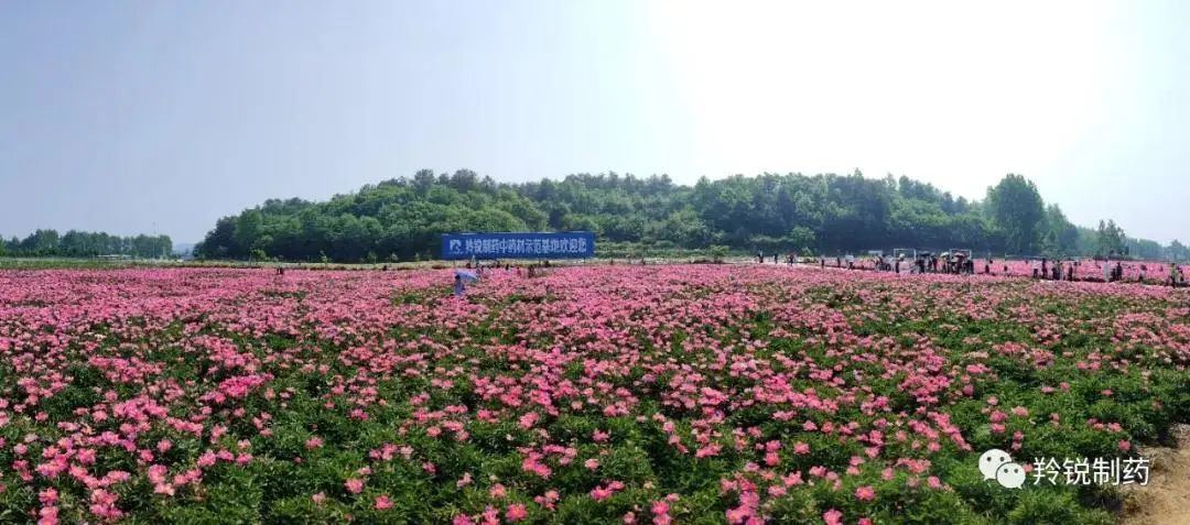 芍药的种植效益怎么样