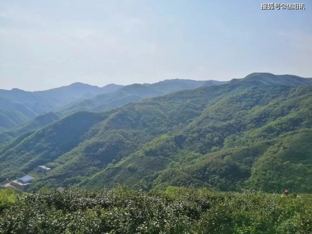 4日下午,在溮河港鎮,連綿的茶山在陽光的照射下泛著金光.