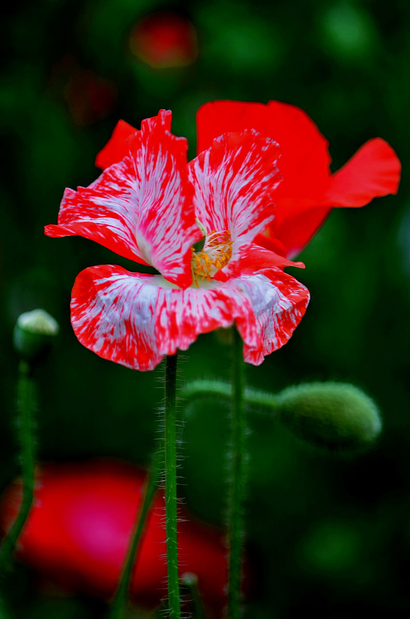 虞美人花色五彩缤纷有着千娇百媚的神韵