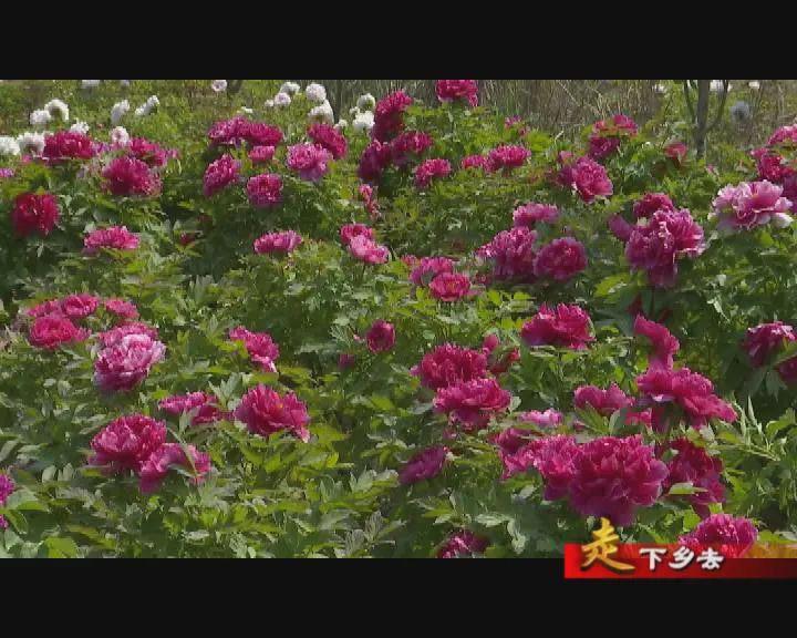 巢湖新闻牡丹花开游人醉生态宜居村民富
