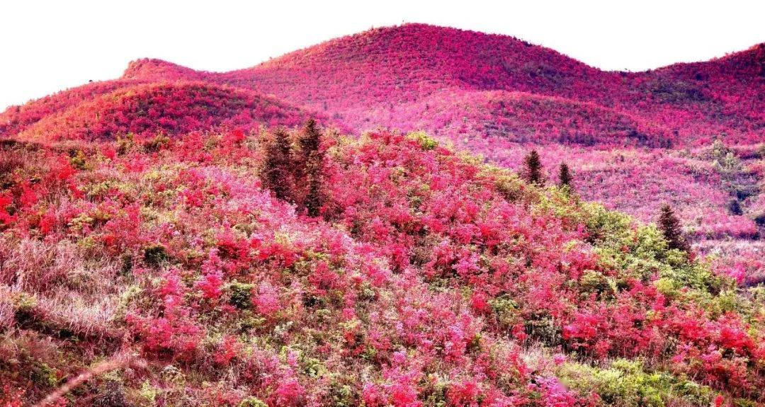 黄平大高山杜鹃花迎风怒放藏身于苗岭深处的红色美景