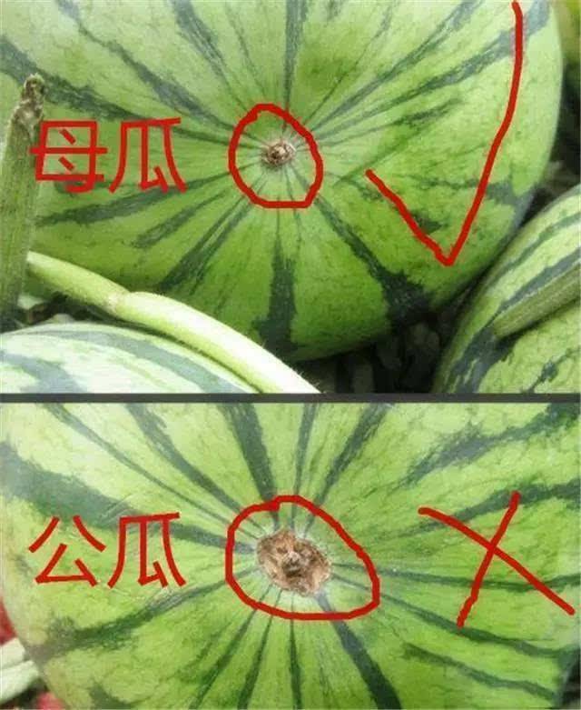 重要看这4个部位,才能挑到又沙又甜的好瓜_瓜蒂