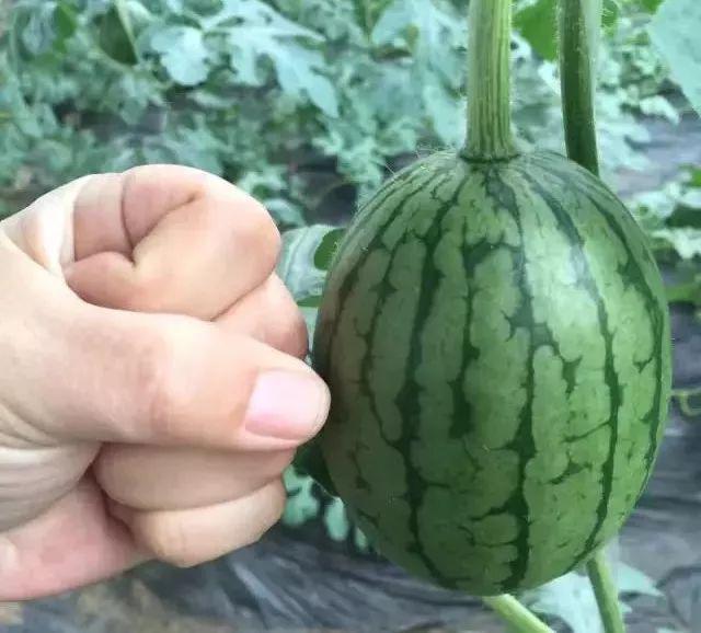 嗨途原产地直供超越梦想小西瓜