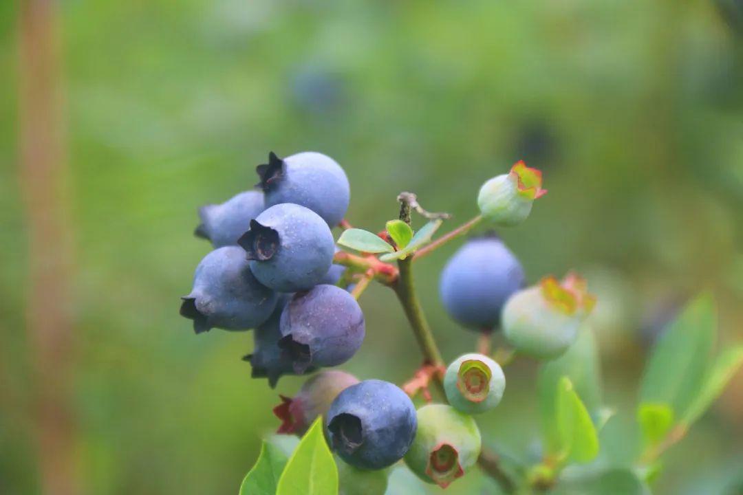 老城黄砂口蓝莓采摘季怎能莓有你