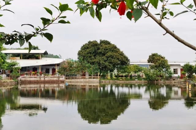 云城安塘石头地除了格桑花还有啥可看