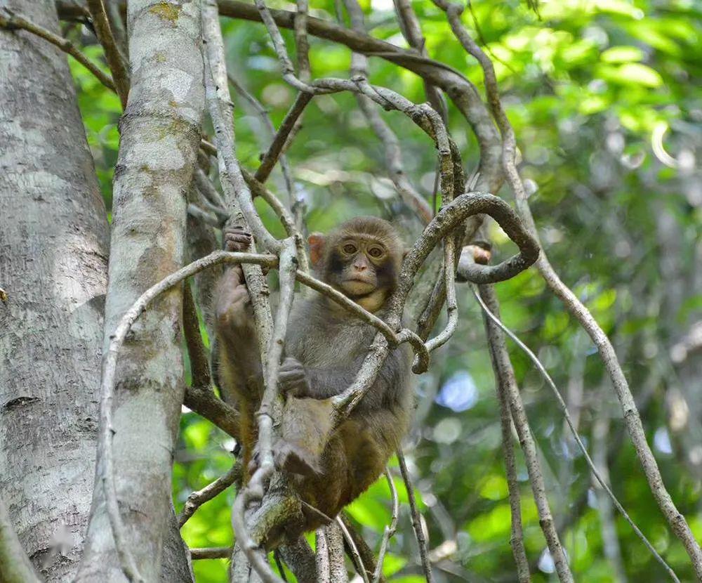 安砂培竹一个有猴子又有白鹇出没的生态村