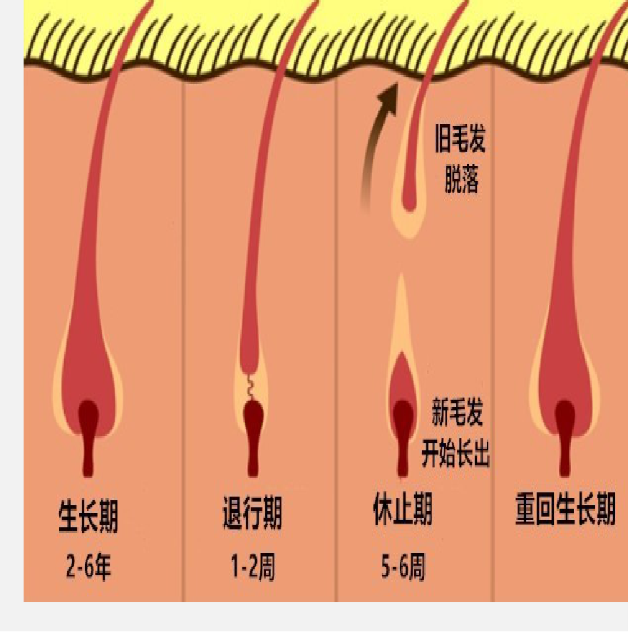 头发生命周期