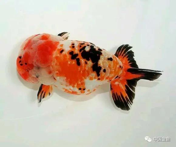 无腿吸金兽!(一)_金鱼