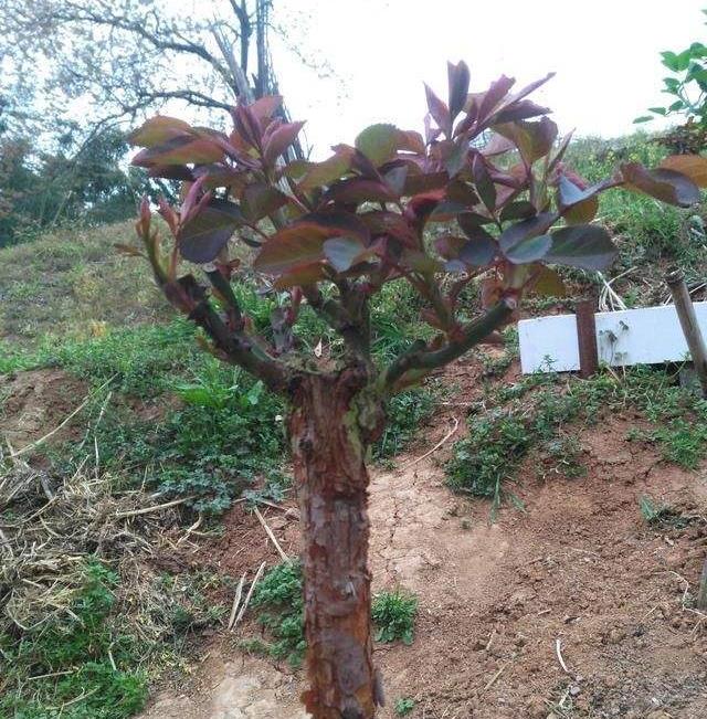 山木香栽种要注意什么,山木香如何嫁接?