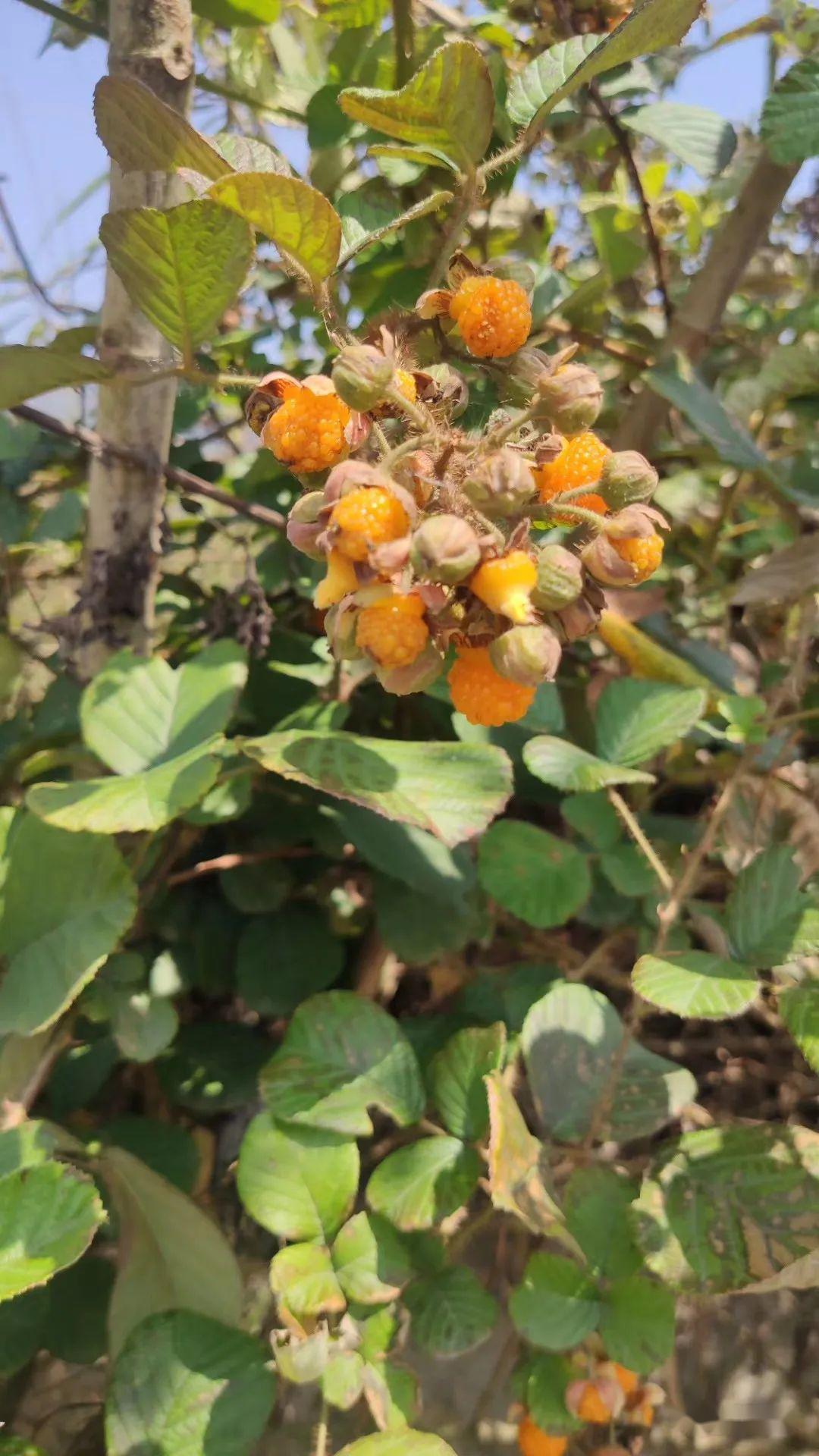 布谷鸟叫 黄泡果掉