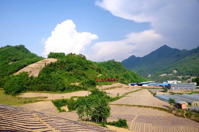 汉中户外爱好者重走红军路映山红成路标