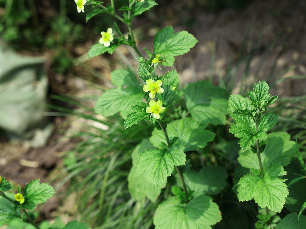 原创俗称头晕药果实似杨梅嫩叶是民间极品野菜常用来煲汤