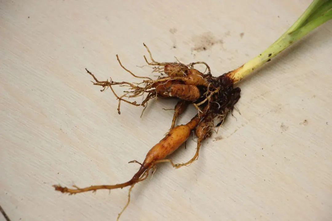 母亲节就要到了,除了康乃馨还能送什么花?_萱草