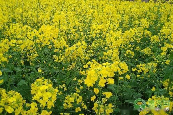 春季油菜花的田間管理要點詳解