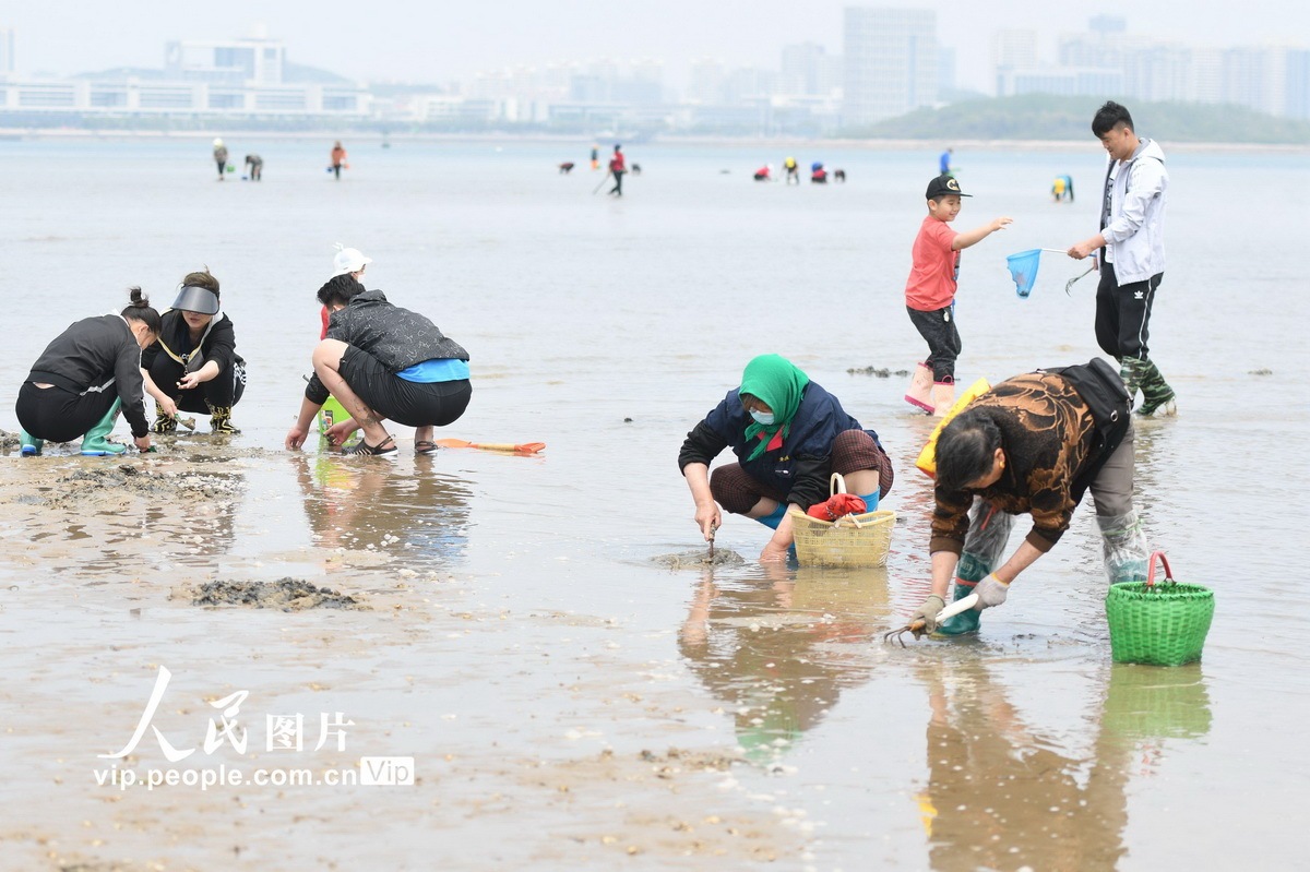 山东青岛西海岸新区唐岛湾南岸,数百名市民在唐岛湾湾底赶海,挖拾牡蛎
