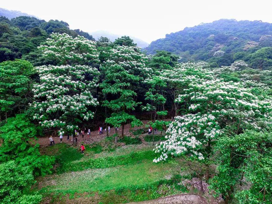 【增城二龙山油桐花节】周三,周六日出发,一睹美丽的五月雪秘境