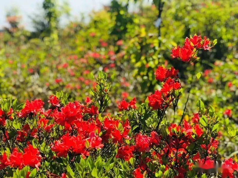 【看闽侯】杜鹃花开映山红!去闽侯"大湖仙"赴一场浪漫约会