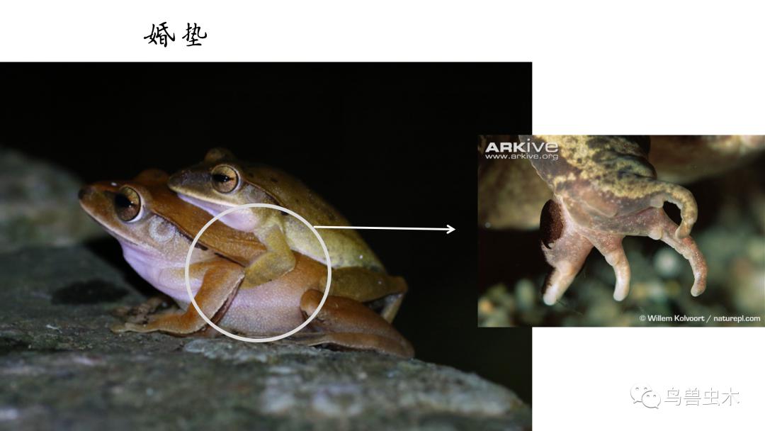 讲座回顾神奇的蛙蛙世界