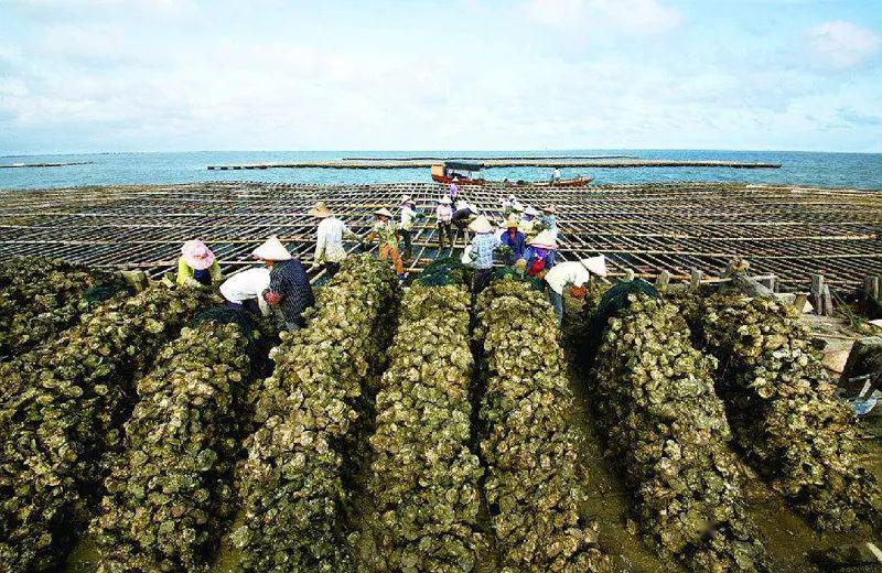 海洋科普1080中国天然牡蛎礁分布现状及牡蛎礁生态修复技术