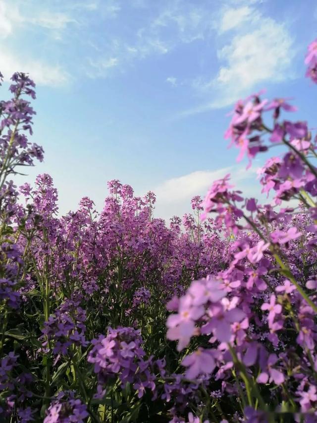 游客实拍狼牙山万亩花海,美不美,您来看