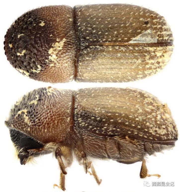 虫研捷报世界梢小蠹族的分类学修订