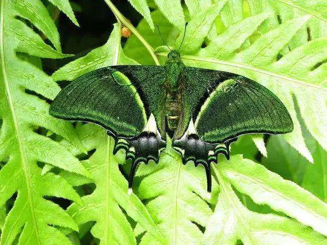 微吉安全国首次井冈山放飞昆虫界大熊猫金斑喙凤蝶