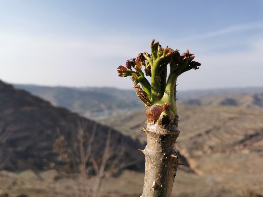 那山那水我代言乌龙头这种野菜您吃过吗