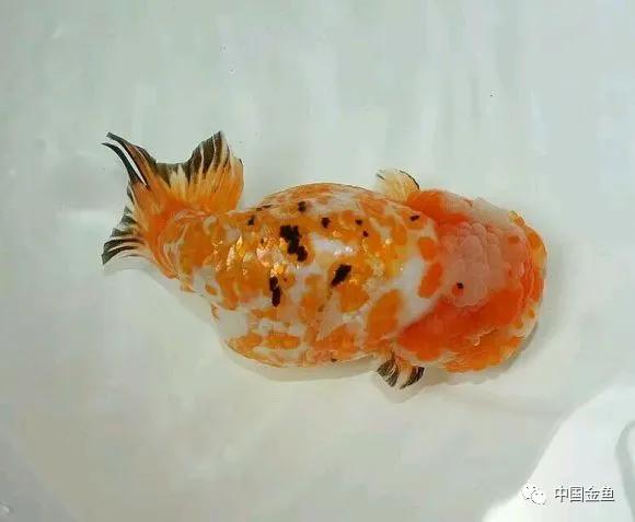 无腿吸金兽!(一)_金鱼