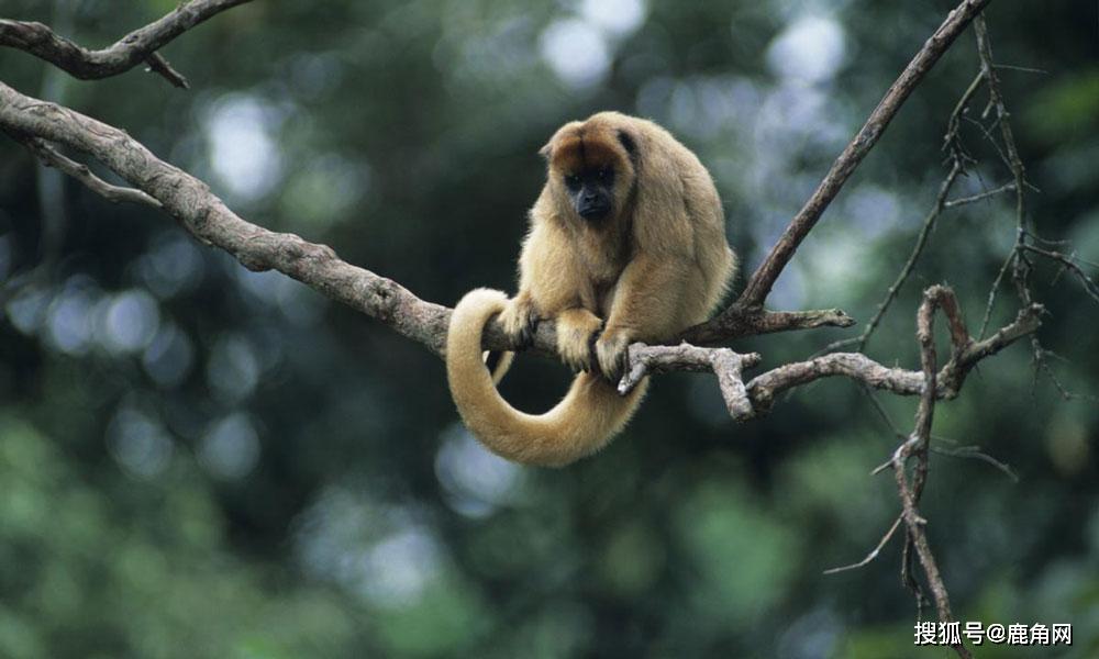 动物的尾巴都有些什么用途?